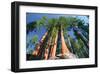 Sequoia National Park I-null-Framed Art Print