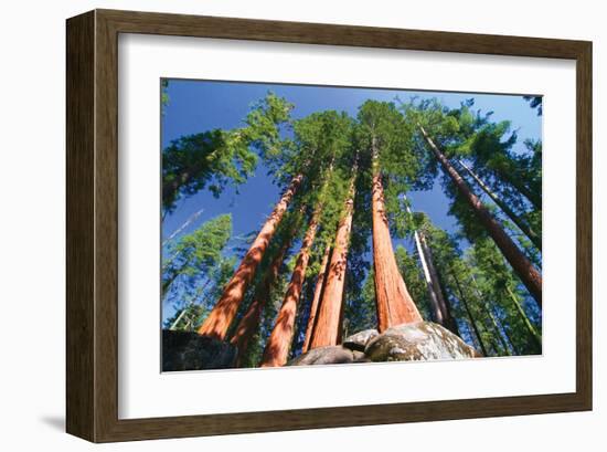 Sequoia National Park I-null-Framed Art Print