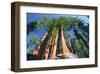 Sequoia National Park I-null-Framed Art Print