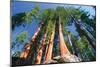 Sequoia National Park I-null-Mounted Art Print