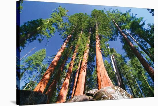 Sequoia National Park I-null-Stretched Canvas