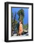 Sequoia National Park II-null-Framed Premium Giclee Print