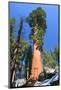 Sequoia National Park II-null-Mounted Premium Giclee Print