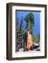 Sequoia National Park II-null-Framed Art Print