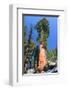 Sequoia National Park II-null-Framed Art Print