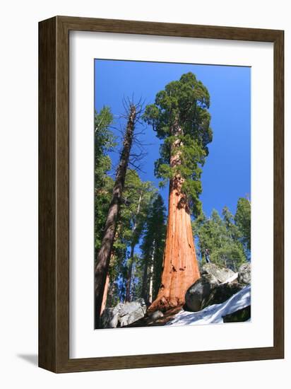 Sequoia National Park II-null-Framed Art Print