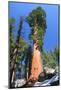 Sequoia National Park II-null-Mounted Art Print