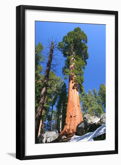 Sequoia National Park II-null-Framed Art Print