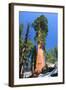 Sequoia National Park II-null-Framed Art Print