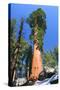 Sequoia National Park II-null-Stretched Canvas