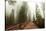 Sequoia National Park in USA-Andrushko Galyna-Stretched Canvas