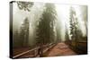 Sequoia National Park in USA-Andrushko Galyna-Stretched Canvas