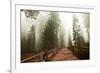 Sequoia National Park in USA-Andrushko Galyna-Framed Photographic Print