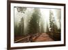 Sequoia National Park in USA-Andrushko Galyna-Framed Photographic Print