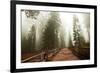 Sequoia National Park in USA-Andrushko Galyna-Framed Photographic Print