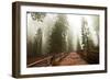 Sequoia National Park in USA-Andrushko Galyna-Framed Photographic Print