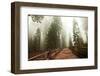 Sequoia National Park in USA-Andrushko Galyna-Framed Photographic Print