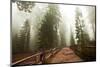 Sequoia National Park in USA-Andrushko Galyna-Mounted Photographic Print