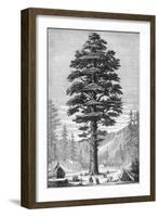 Sequoia Tree-null-Framed Giclee Print