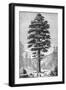 Sequoia Tree-null-Framed Giclee Print