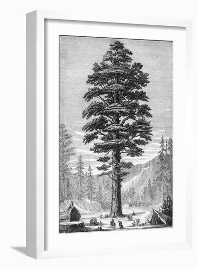 Sequoia Tree-null-Framed Giclee Print