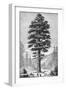 Sequoia Tree-null-Framed Giclee Print