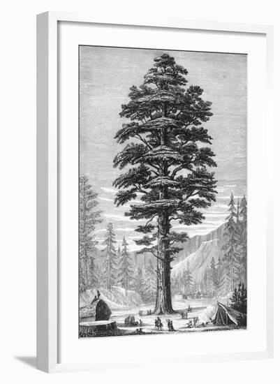 Sequoia Tree-null-Framed Giclee Print