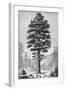Sequoia Tree-null-Framed Giclee Print