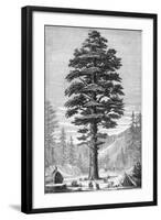 Sequoia Tree-null-Framed Giclee Print