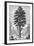 Sequoia Tree-null-Framed Giclee Print