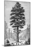 Sequoia Tree-null-Mounted Giclee Print