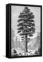 Sequoia Tree-null-Framed Stretched Canvas