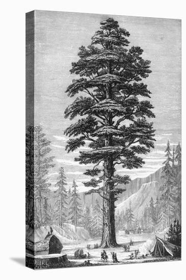 Sequoia Tree-null-Stretched Canvas