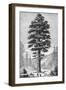 Sequoia Tree-null-Framed Premium Giclee Print