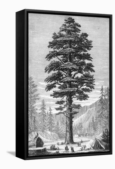 Sequoia Tree-null-Framed Stretched Canvas