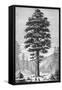 Sequoia Tree-null-Framed Stretched Canvas