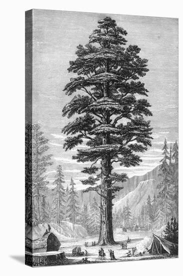 Sequoia Tree-null-Stretched Canvas
