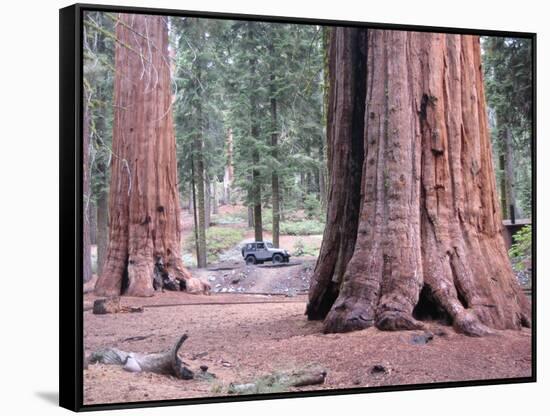 Sequoia Trees 1-NaxArt-Framed Stretched Canvas