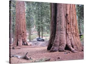 Sequoia Trees 1-NaxArt-Stretched Canvas