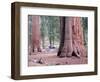 Sequoia Trees 1-NaxArt-Framed Art Print