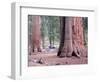 Sequoia Trees 1-NaxArt-Framed Art Print