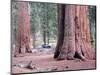 Sequoia Trees 1-NaxArt-Mounted Art Print