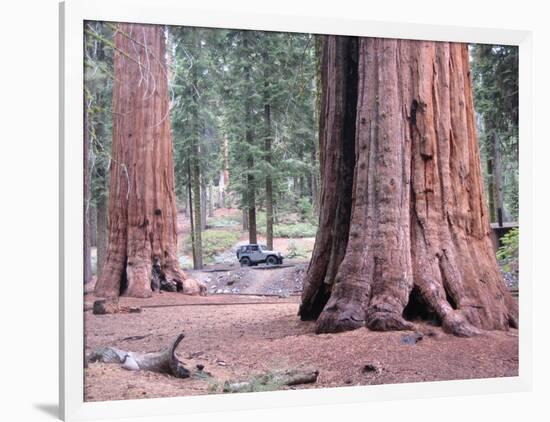 Sequoia Trees 1-NaxArt-Framed Art Print