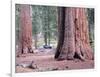 Sequoia Trees 1-NaxArt-Framed Art Print