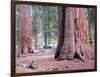 Sequoia Trees 1-NaxArt-Framed Art Print