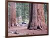 Sequoia Trees 1-NaxArt-Framed Art Print