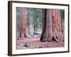 Sequoia Trees 1-NaxArt-Framed Art Print