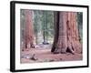 Sequoia Trees 1-NaxArt-Framed Art Print