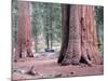 Sequoia Trees 1-NaxArt-Mounted Art Print
