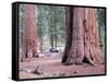 Sequoia Trees 1-NaxArt-Framed Stretched Canvas